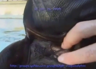 Female seal is downward back seal the deal with a guy