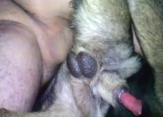 Lady's man feels that dog's prostate thru hard anal