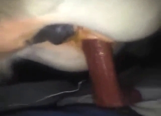 Awesome pussy of a wet mare gets fucked silly