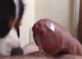 Uncut cock be advantageous to a zoophile smashed by a sexy dog