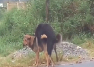 Menacing dog fucks the brown one even deeper