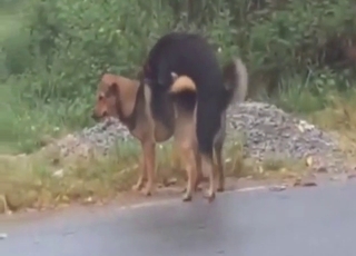 Menacing dog fucks the brown one even deeper