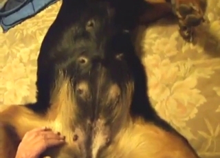 Dog's hole is going to get rammed real hard in POV