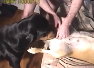 Horned-up guy is going to fuck two dogs at least