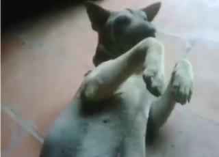 Small animal is spiralling to learn the rules