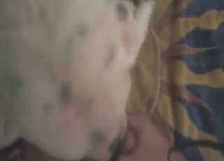 Clothes-horse has a white dog go wool-gathering he wants to bang