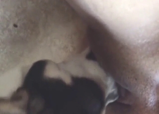 Close-up video showing a sexy dog gnawing away vag