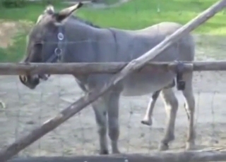 Outdoor Donkey tease somewhere in Slovakia