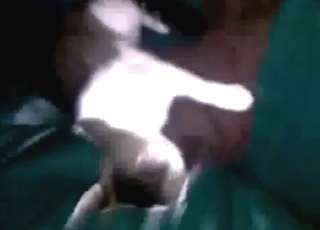 Cat XXX session with oversupply of messy orgasms