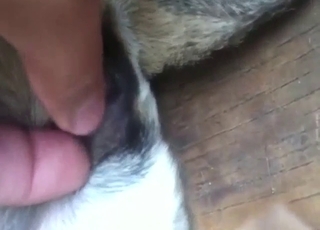 Small beast wants its vagina stilted with