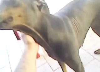 Unstoppable fingering session for a slutty dog