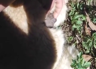 Gay blade has never been happier, go off at a tangent alpaca is HOT