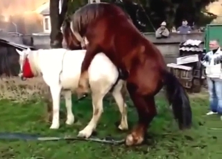 Soaking pussy for a sexy mare is spiralling to get ruined