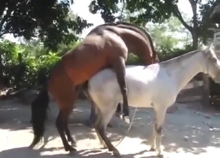 Two horses are mating outside relative to hot thrusts