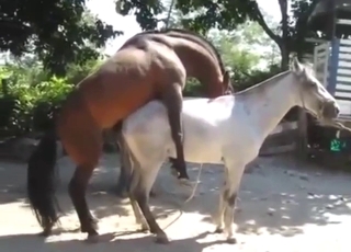 Two horses are mating outside relative to hot thrusts