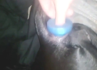 Teen with playful feet plugs a dog's asshole