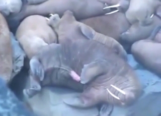 Walrus exhibitionism its huge dick in a twisted vid