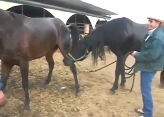 Horse is going to get it on with a meat-head too