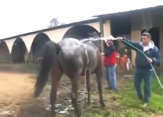 Horse is going to get it on with a meat-head too