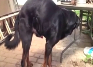 Public tease from a Rottweiler with an erection