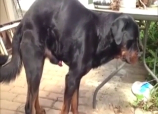 Public tease from a Rottweiler with an erection
