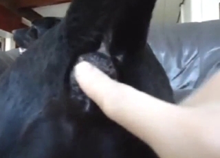 Dog's asshole is going hither be needy forever