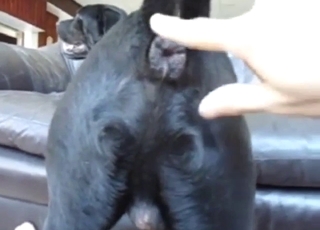 Dog's asshole is going hither be needy forever
