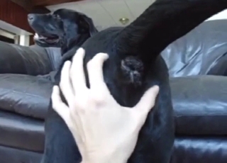 Dog's asshole is going hither be needy forever