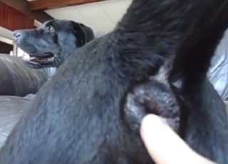 Dog's asshole is going hither be needy forever
