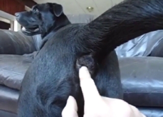 Dog's asshole is going hither be needy forever