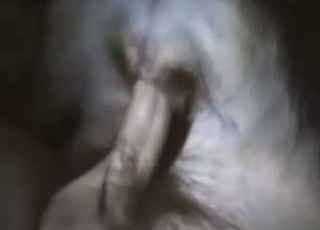 Dog's cowgirl passions are just incredible