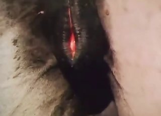Two horses fucking passionately here - Horse Porn Tube