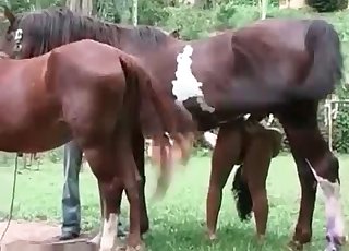 Horny young horses in the amateur zoophilia action  