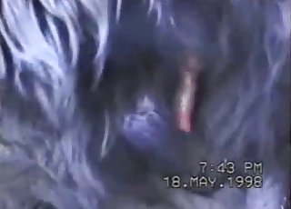 Twisted handjob for a crazy horse - หนังโป๊หลอดม้า 