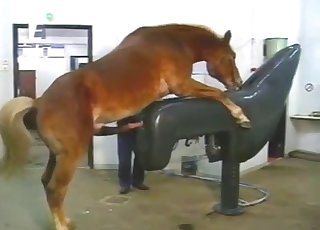Porno horse