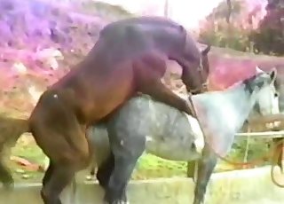 Close-up horse sex video, impressive - Horse Porn Tube