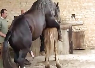 320px x 230px - Two horses having nice sex in doggy posture - Pferd Porno Tube
