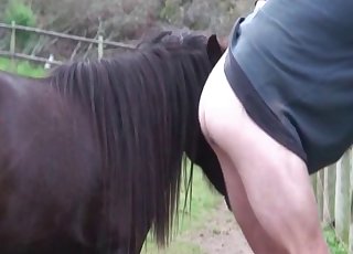 Dude romped from behind by a horse - أنبوب الإباحية الحصان