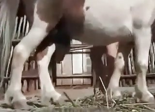 Girls Masterbating Horses