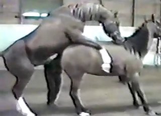 Porn Animaux