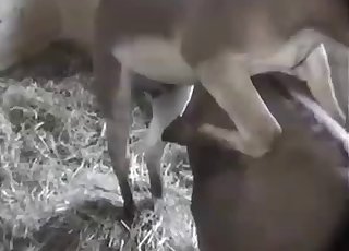 Observe that pony cock get bigger - Tubo porno caballo