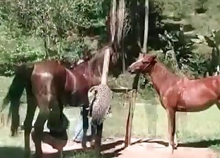 Horses enjoying hardcore sex in the open - 馬のポルノチューブ