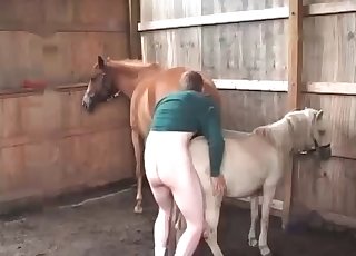 Fucking epic horse in doggy style pose - หนังโป๊หลอดม้า