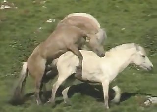 Outdoors action with two horses - Konjska porno cev