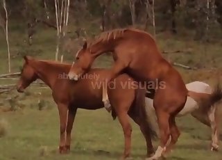 Wild brown horses shag in the forest - أنبوب الإباحية الحصان